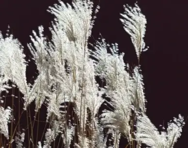 miscanthus miscanthus sinensis back light