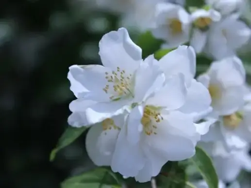 mock orange blossoms