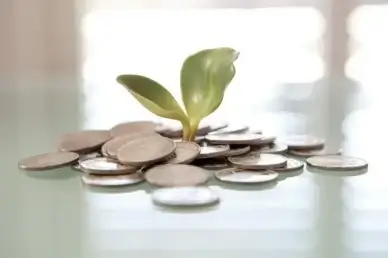 money plant