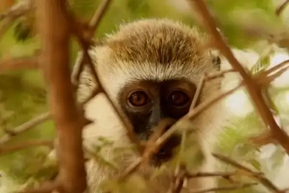 monkey