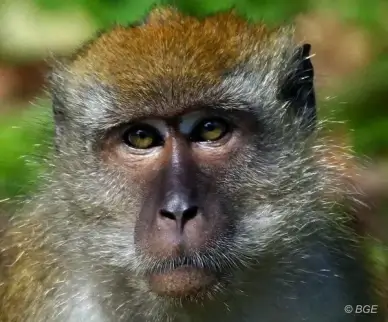 monkey
