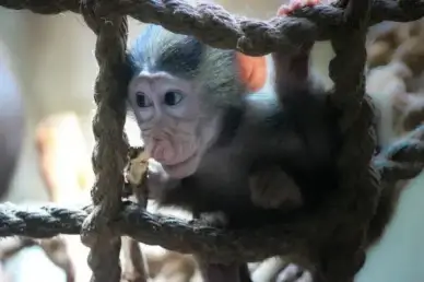 monkey business