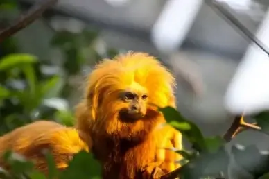 monkey business