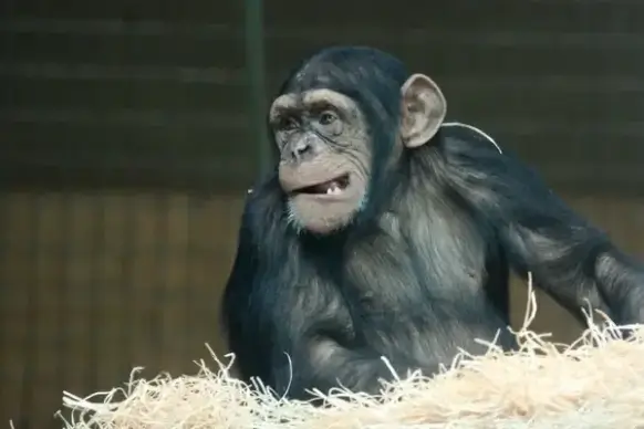 monkey making faces