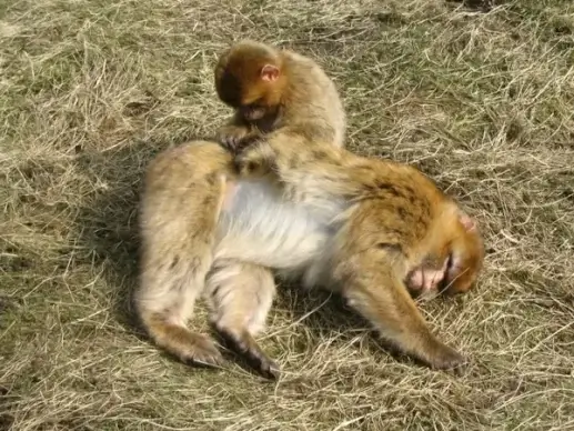monkey pets care