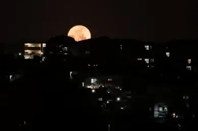 moon and trees