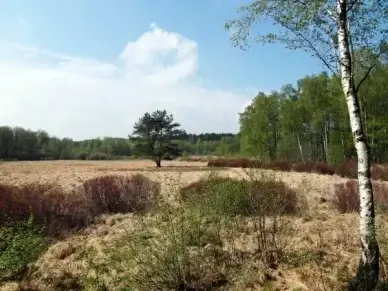 moor light spring