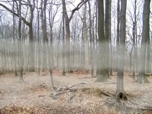 more fog in the trees