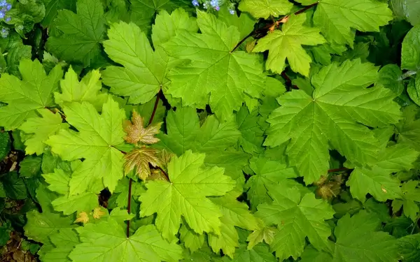 more sycamore
