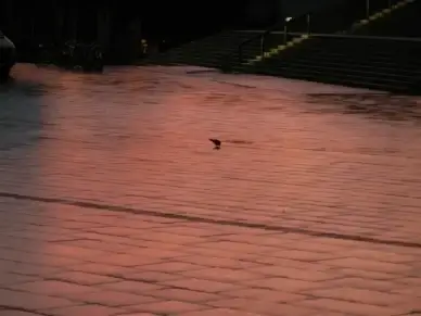 morgenrot lone bird