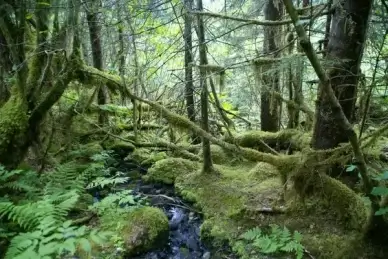 mossy forest