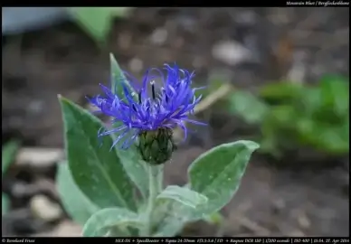 mountain bluet bergflockenblume