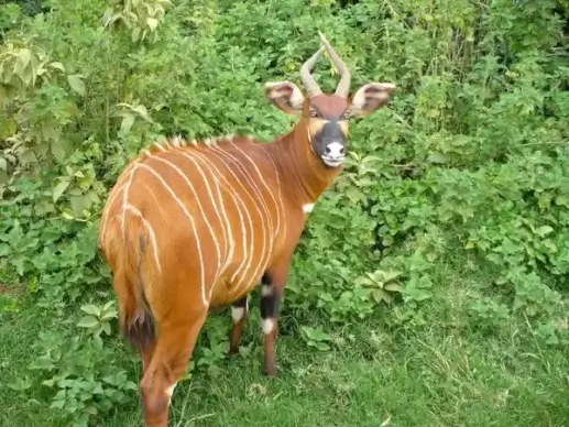 mountain bongo animal mammal