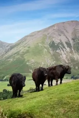 mountain cows
