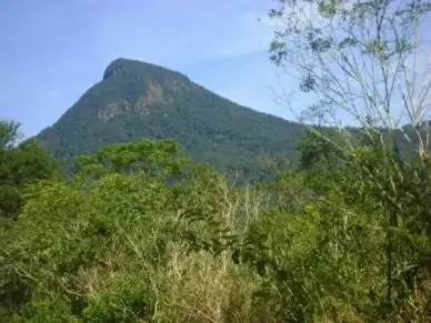 mountain shrubs green