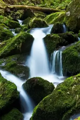 mountain stream and moss