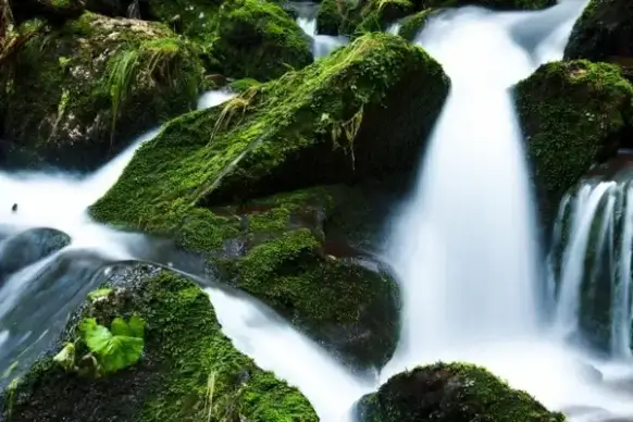 mountain stream and moss