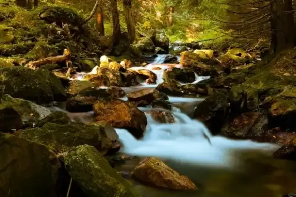 mountain stream in forest