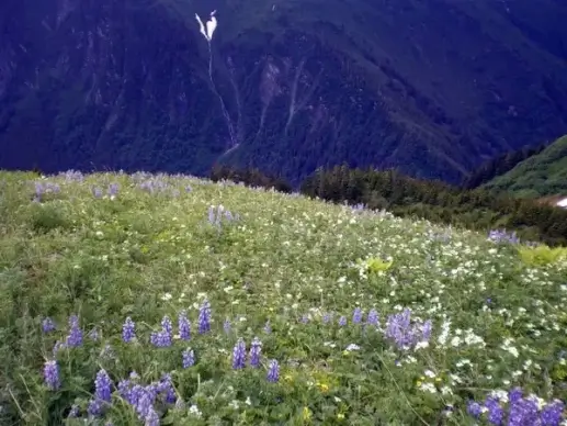 mountain wildflowers