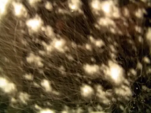 moving windy snow