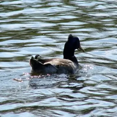 mr sparkles the duck