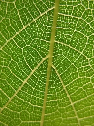 mulberry leaf 4