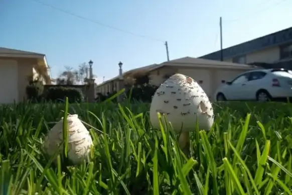 mushroom