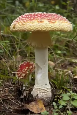 mushroom fungus plant