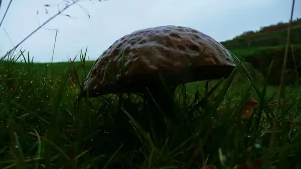 mushroom in the grass