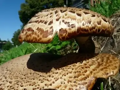 mushroom tree fungus polyporus squamosus stalk