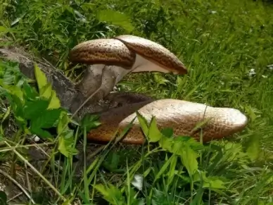 mushroom tree fungus polyporus squamosus stalk