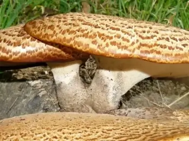 mushroom tree fungus polyporus squamosus stalk