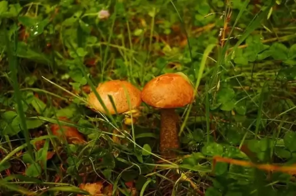 mushrooms