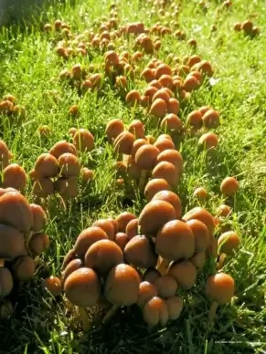 mushrooms