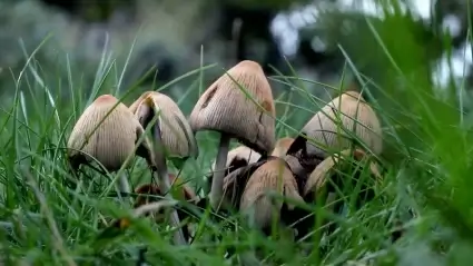 Mushrooms