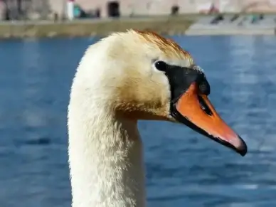 mute swan swan bird