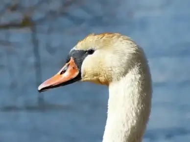 mute swan swan bird