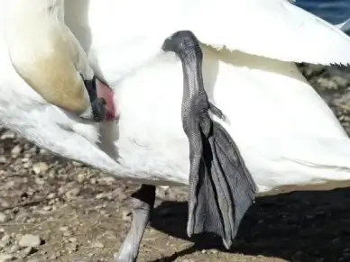 mute swan swan bird