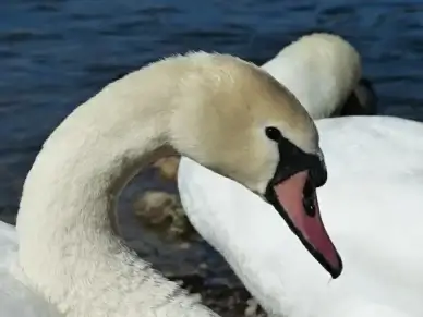 mute swan swan bird
