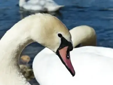 mute swan swan bird