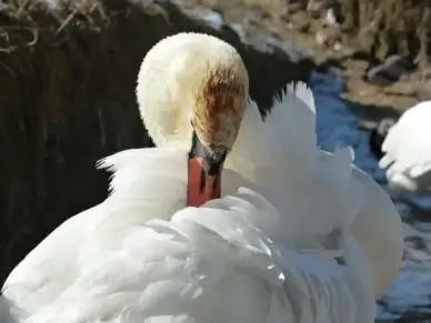 mute swan swan clean