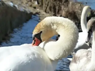 mute swan swan clean