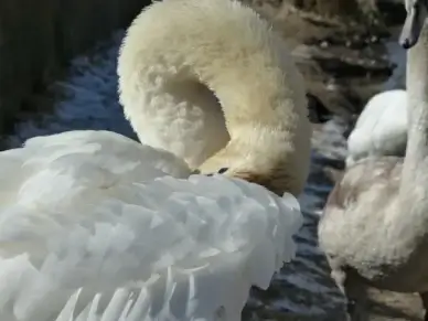 mute swan swan clean