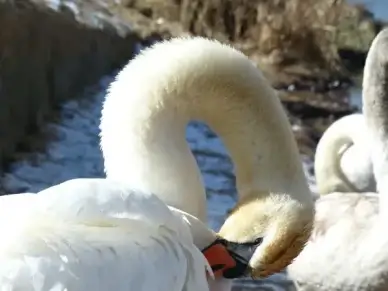 mute swan swan clean