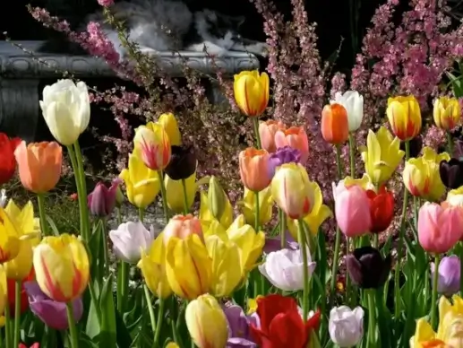 my cat and tulips