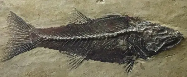 myoplosus sp
