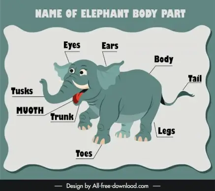 name of elephant body part education template cute cartoon handdrawn sketch