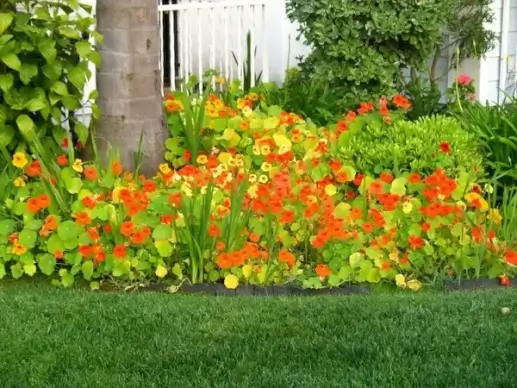 nasturtiums in bloom
