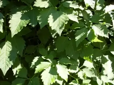 native grape