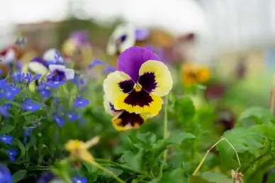 natural garden picture elegant blooming Pansy flowers